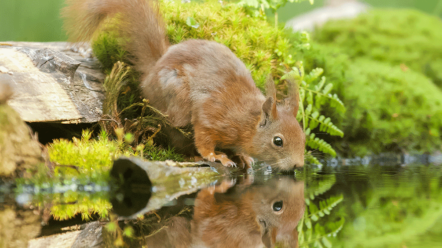 Ein Einchhörnchen trinkt Wasser (Symbolbild). Bild von Wirestock auf Freepik.